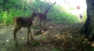 Bolu'da korkutan deprem! Bursa'dan da hissedildi...