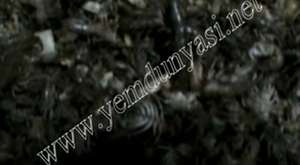 Yem Dünyası - Canlı Sülünez