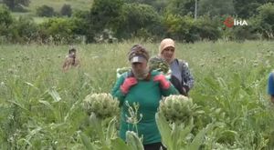 Bursa'da 6 aylık kedi için büyük seferberlik!