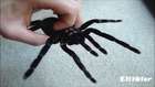 Dünyanın En Büyük 10 Örümcek Türü - Hayvan Videosu