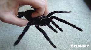 Dünyanın En Büyük 10 Örümcek Türü - Hayvan Videosu