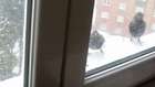 Kış mevsimi pencere önünde dinlenen kargalar. Crows in wintertide, the cold. Very interesting.