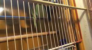 Naci Ay Hadiye ölmez Coşturdu - Oymalitepe`de Ali Aktaş`ın dügününden - Oyna doyasıya oyna 