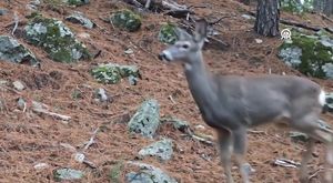 4 kişilik aile, silahla vurulmuş olarak ölü bulundu!