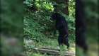 Bipedal Bear Is Spotted Walking Upright Like A Human In New Jersey
