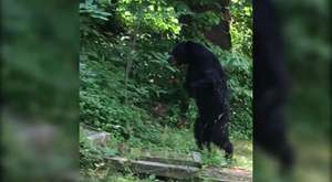 Bipedal Bear Is Spotted Walking Upright Like A Human In New Jersey