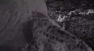 Yavru Leopar ilk defa antilop avlıyor ama ayağı kırılıyor !