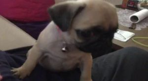 Canlı Yayın - K9KopekEgitimOkulu - 2017-06-08 20:45