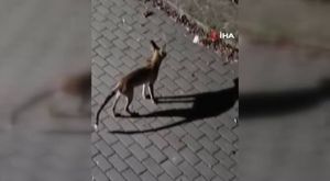 Millet Kütüphanesi artık 24 saat açık