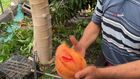 Alanya'da papaya hasadı başladı, kilosu 100 lirayı buluyor