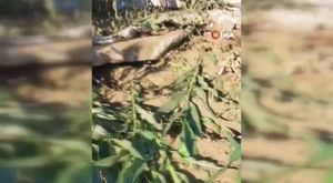 Adana'da su borusu patladı, caddeler göle döndü