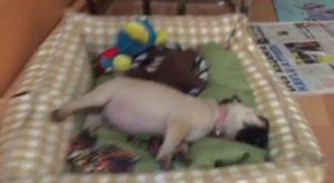 Canlı Yayın - K9KopekEgitimOkulu - 2017-06-08 20:45