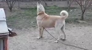 Anadolu Çoban Köpekleri Sivas Kangallarının Kar Tatili