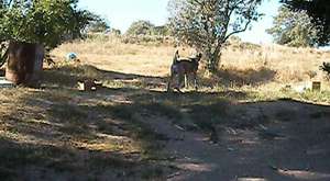 Kangal anne karakız emzirmede