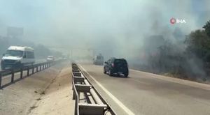 Müsilajın ardından Bursa Gemlik Körfezi'nde sevindiren görüntüler!