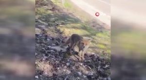 Damada böyle işkence görülmedi...Sabaha kadar eziyet ettiler