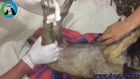 Felçli Köpeğe Fizik Tedavi - Paralyzed Dog Physical Therapy - Dost Derneği 