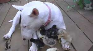 It takes 1 patient cat and 6 Jack Russell pups to make a happy family 