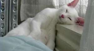 Uykuya direnen sevimli ve çok tatlı kedi 