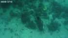 deniz 30 metre altında tüpsüz zıpkınla balık avı
