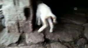 Kuş Sesi Dinle Şakrak, Keten Kuşu ,saka ,florya ,kanarya ,iskete Ömür Erdoğan | İzlesene.com