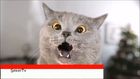 ŞekerTV komik videoları bu kediler çocuktan beter ilginç kediler 