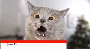 ŞekerTV komik videoları bu kediler çocuktan beter ilginç kediler 