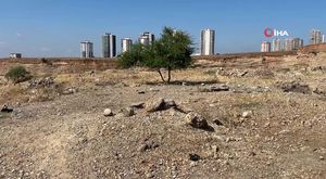 Adana'da orman yangını
