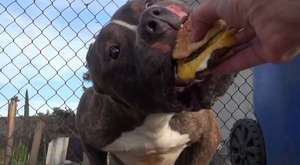 A Pit Bull Just Wanted To Be Loved, But Kids Threw Rocks At Him. Then This Happened
