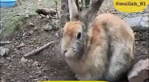 tavşan yavrularını korumak için elinden geleni yapıyo ellaahu teaalaanın aayetlerinden ibret ders al