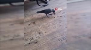 Bursa'da motosiklet ile cip kafa kafaya çarpıştı