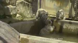 Funny Animal Videos Cute