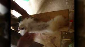 angora tavşanlarının çektiği işkence 