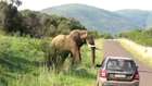 See Angry Elephant think about crushing the car with people in Shocking