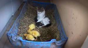 Kedi ve Ördek Yavruları Tek Anne