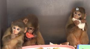 Bursa'daki hain saldırının arkasında kim var?