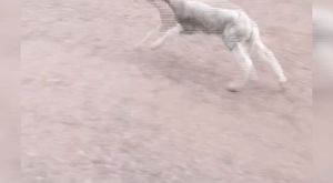 SİLAHLI KUYUMCU SOYGUNU KAMERADA: 3 MİLYONLUK ALTIN ÇALINDI