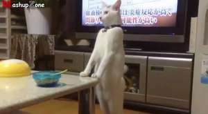 Funny Cats Acting Like Humans Compilation 2015 