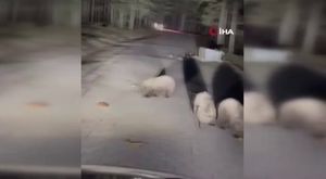 Feci kazada 26 kişi yaralandı