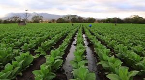 Futbol topu nasıl yapılır ?