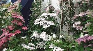 Thorncroft Clematis Chelsea Preview 2014 part 1