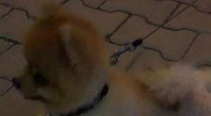 Satılık Orjinal Kalite Pomeranian Boo Yavruarı