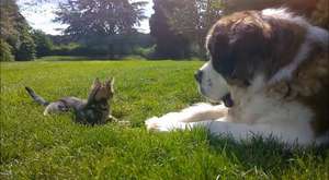 Kedi ve Köpek dostluğu
