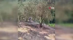 Bursa'da otluk alanda çıkan yangın ormana sıçradı!