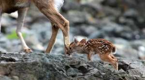 Newborn deer..