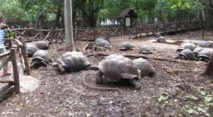 Dev Kaplumbağalar (Zanzibar)