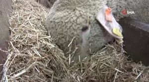 Rumeli geleneği Bursa'da sahura renk kattı