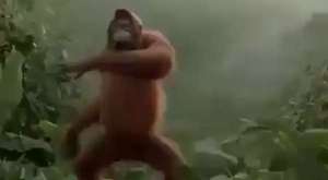 Dans eden maymun