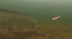 Siz siz olun balık için kendinizi asla tehlikeye atmayın!