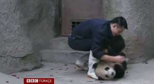 Resmen panda beslemek istiyorum
